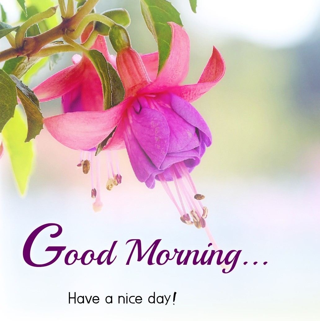120 Beautiful Good Morning Images HD Free Download - Utopper Livelife