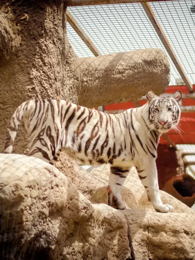 10 Largest Zoos in the US You Can’t Afford to Miss!