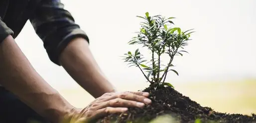 Essay on the Importance of Tree Plantation