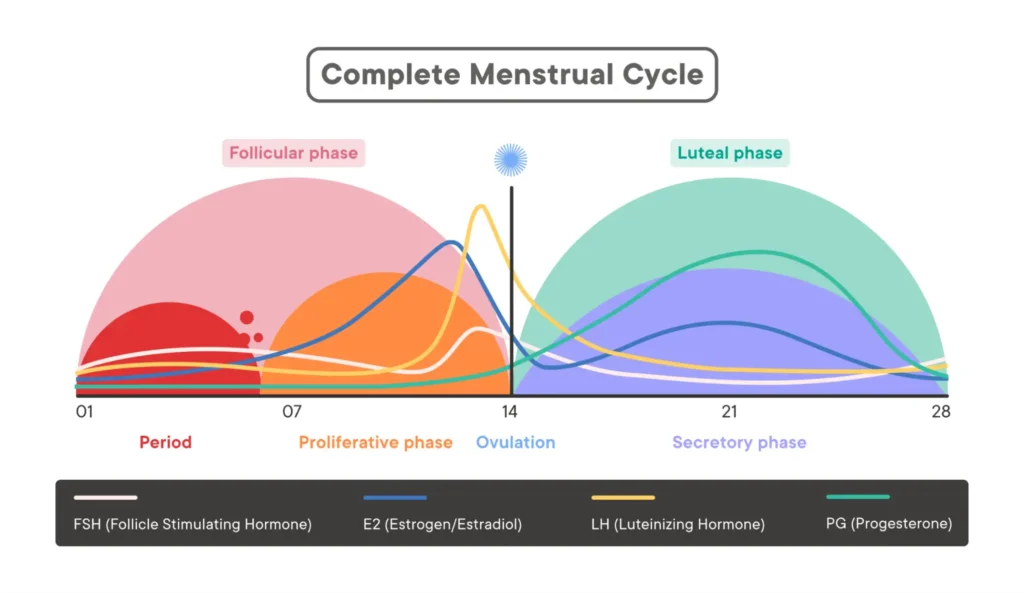 MC Full Form, Phases of menstrual cycles