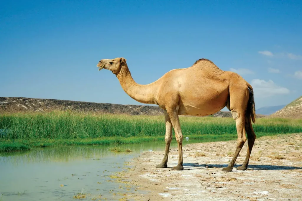 Essay on Camel