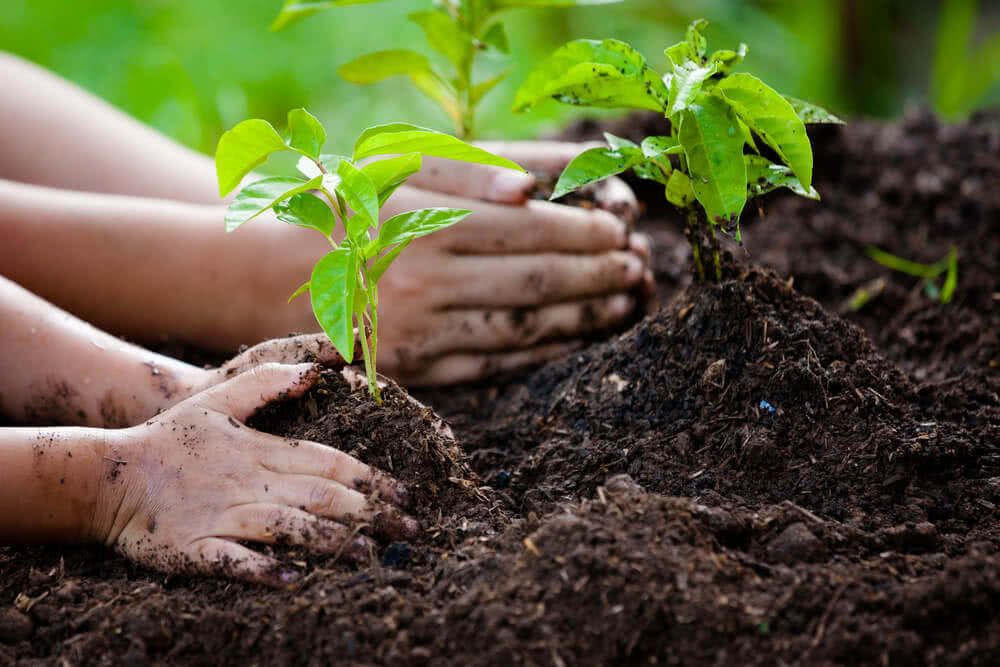 Benefits of Planting Trees Essay