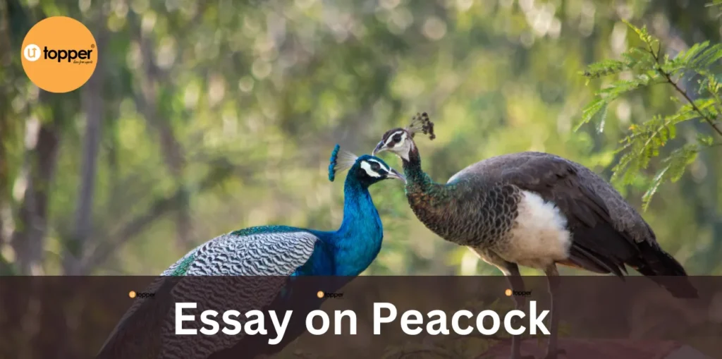 Essay on Peacock