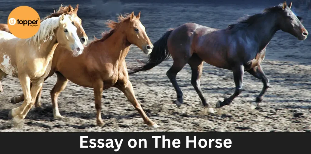 Essay on The Horse